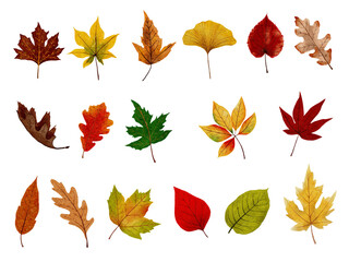 Autumn leaves collection with vibrant shades of orange,red,yellow,green,brown,Beautiful watercolor for fall seasonal dry foliage set design invitations,celebrating of Thanksgiving .