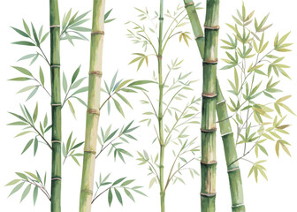 Watercolor bamboo forest illustration, green bamboo stalks and leaves art print for wall decor design
