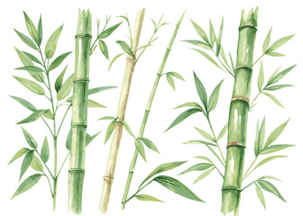 Watercolor bamboo stems and leaves vector illustration for zen garden and asian design
