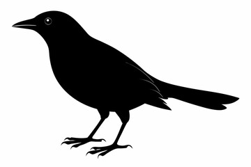 Obraz premium blackbird sihouette black vector