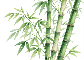 Watercolor bamboo painting green stems and leaves botanical illustration zen art asian design background
