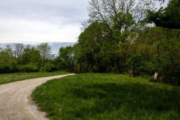 country road in the park