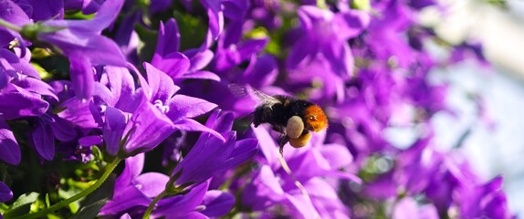 bee on flower