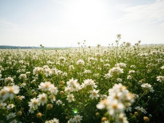 Sunlit White Flower Field - Summer Serenity