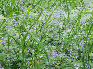 Purple forest flowers Veronica oak in the forest