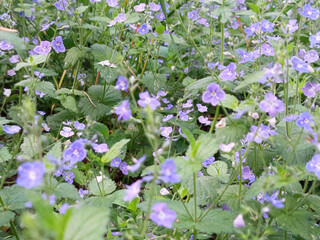 Purple forest flowers Veronica oak in the forest