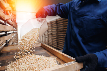 Pine nut drying process, eco food industry