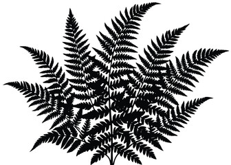 Fern silhouette vector illustration for botanical designs nature and forest themed graphics and prints art
