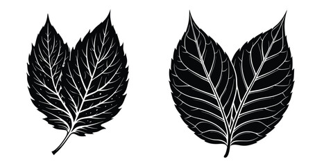 Black and white leaf vector illustration design element for nature botanical art and print pattern 
