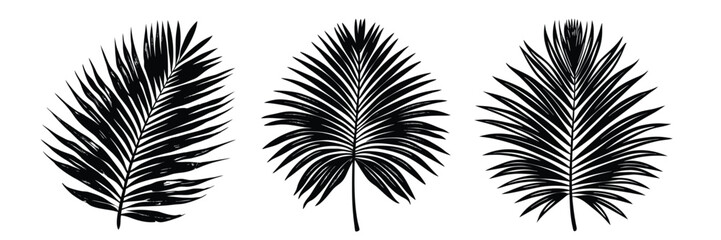 Black and white palm leaves illustration vector tropical foliage design botanical drawing summer plant art
