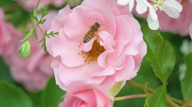 庭園に咲くピンクのバラの花粉を集める蜜蜂
Bees collecting pollen from the pink roses in the garden. White orlaya flowers.