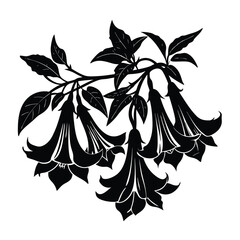 Black and white angel trumpet flower vector illustration isolated on white background drawing design art
