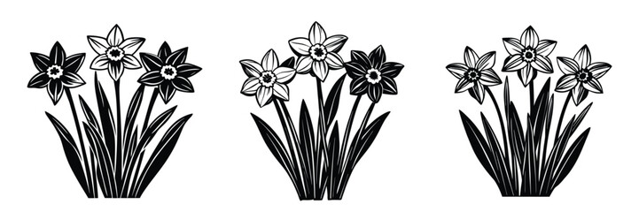 Daffodils flower vector illustration black and white floral design spring blossom nature botanical drawing art 
