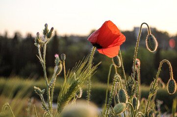 red bright poppy with buds in green grass field, close-up