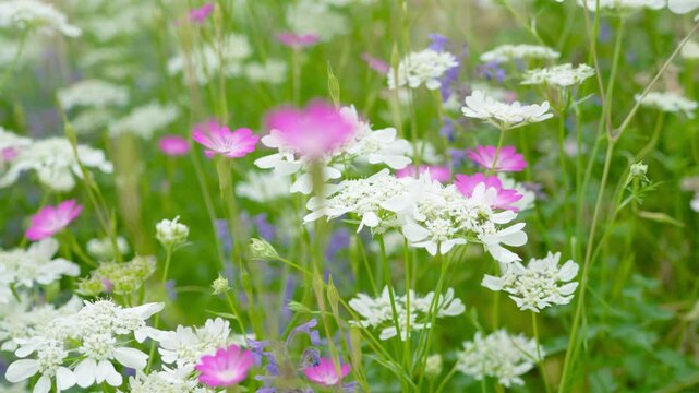 オルレアとビスカリア（コムギセンノウ）の咲く花畑　　
Flower fields in bloom in orlaya and viscaria