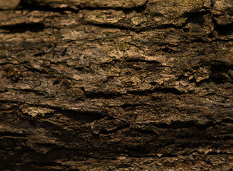 Vintage weathered wooden texture for design. Dark horizontal background of wood. Cracked surface Wood texture in the back yard