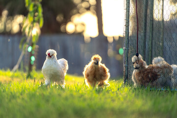 Happy silkie chicks sustainably raised in free range conditions. Domestic chicken on small backyard farm