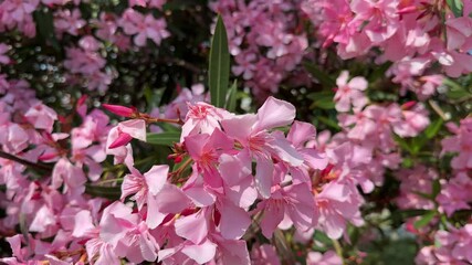 Pink blossom of oleander nerium.