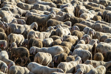 Flock of Sheep in a Rural Pasture – Close-Up View