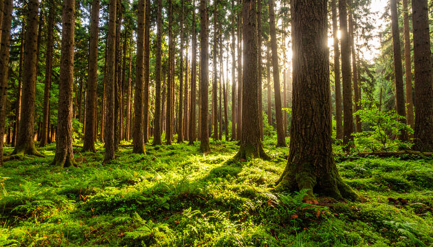 Sunlit Green Forest Floor with Tall Trees