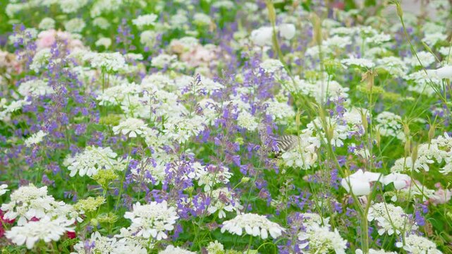 ブルーキャットミントの花の蜜を吸うアゲハ蝶　
Swallowtail butterfly sucking nectar from blue catmint flowers.