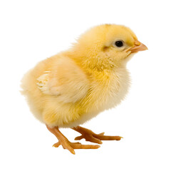 Obraz premium Yellow chick isolated on transparent background