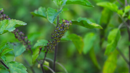 A flowering stalk, Holy Basil Tulsi small flowers and seed pods