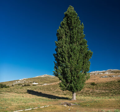 Solitary black poplar stands in Campos de Hern&aacute;n Pelea, Spain