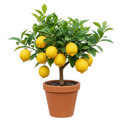 Lemon tree in pot isolated on transparent background