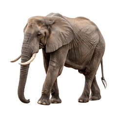 Fototapeta premium African elephant isolated on transparent background
