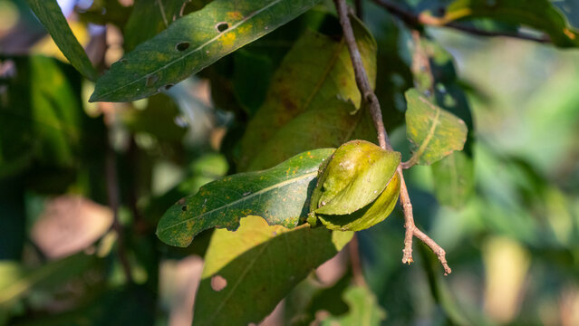 The Arjun tree, scientifically known as Terminalia arjuna fruits
