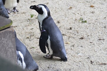 penguin on the beach