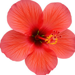 Hibiscus flower close up view on transparent background