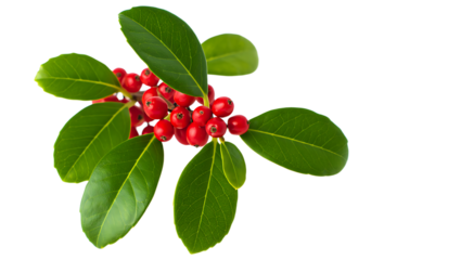 Holly berries festive foliage christmas, christmas-tree, snowman christmas, gifts christmas, abstract, background, ball, bell, bow,, photo background, Holly Branch with Berries and Leaves on Black