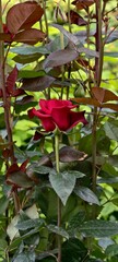red rose in monastery 