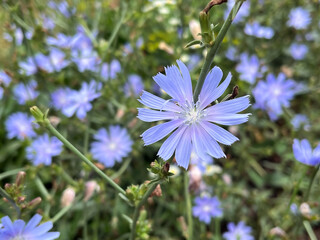 Close-up of a beautiful blue chicory flower blooming in a field