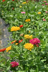 red and yellow flowers in nature