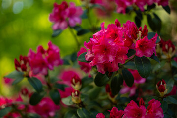 Close-up of vibrant red rhododendron flowers blooming in lush spring garden with sunlight and green bokeh background. Botanical beauty, floral macro photography and seasonal nature bloom