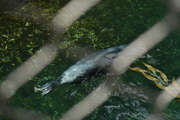 Fototapeta premium seal swimming behind fence