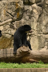 bear in the zoo