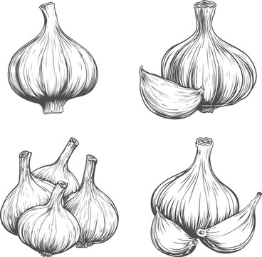Set illustrations of garlic isolated on transparent background. Vector graphics
