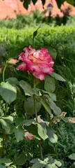 pink roses in monastery 