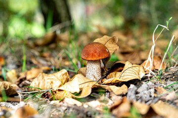 Wild mushroom among autumn leaves in forest.