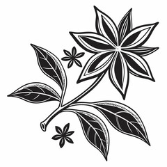 Aromatic star anise branch botanical illustration