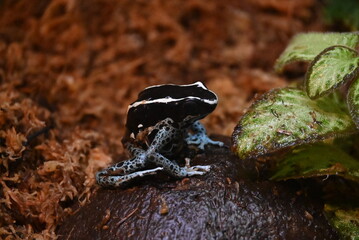 poison dart frog on the ground