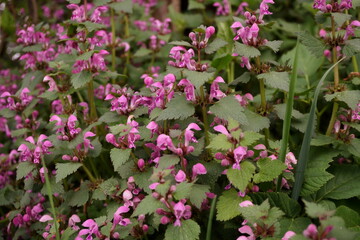 Schönheit in Pink