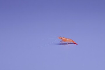 Shrimp on a pastel purple background