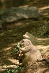prairie dog eating  greens