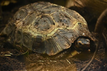 tortoise on the ground