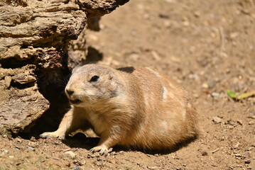 prairie dog on a rock